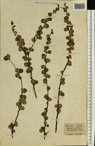 Betula nana L., Siberia, Western Siberia (S1) (Russia)