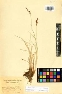 Carex erawinensis Korotky, Siberia, Baikal & Transbaikal region (S4) (Russia)