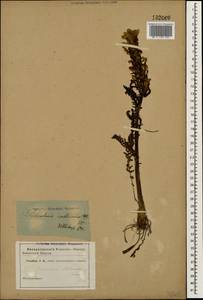 Pedicularis sibthorpii Boiss., Caucasus (no precise locality) (K0)