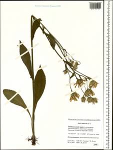 Aster tataricus L. fil., Siberia, Baikal & Transbaikal region (S4) (Russia)