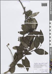 Populus laurifolia Ledeb., Eastern Europe, Volga-Kama region (E7) (Russia)