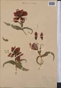 Tulipa undulatifolia var. micheliana (Hoog) Wilford, Middle Asia, Karakum (M6) (Turkmenistan)