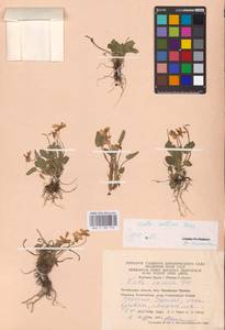 Viola collina Besser, Eastern Europe, Eastern region (E10) (Russia)