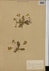 Primula vulgaris subsp. vulgaris, Western Europe (EUR) (Switzerland)