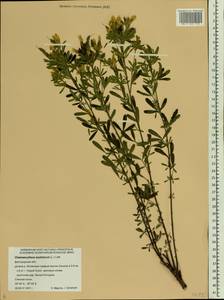 Chamaecytisus austriacus (L.) Link, Eastern Europe, Central forest-and-steppe region (E6) (Russia)