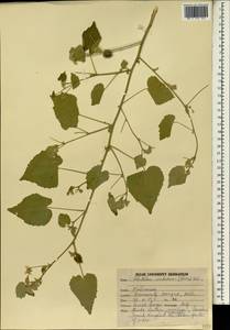Abutilon indicum (L.) Sweet, South Asia, South Asia (Asia outside ex-Soviet states and Mongolia) (ASIA) (India)