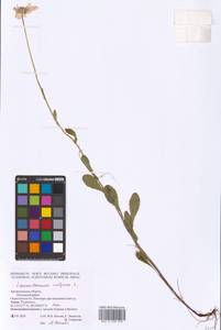 Leucanthemum vulgare Lam., Eastern Europe, Northern region (E1) (Russia)