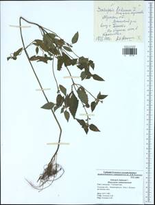 Galeopsis ladanum L., Eastern Europe, Central region (E4) (Russia)