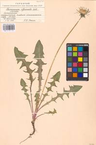 Taraxacum officinale Weber ex Wiggins, Eastern Europe, Moscow region (E4a) (Russia)