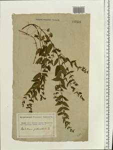 Scutellaria galericulata L., Eastern Europe, Lower Volga region (E9) (Russia)