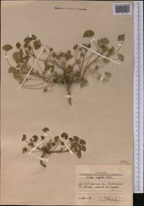 Malva neglecta Wallr., Middle Asia, Western Tian Shan & Karatau (M3) (Uzbekistan)