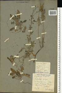 Sisymbrium loeselii L., Eastern Europe, North Ukrainian region (E11) (Ukraine)