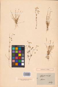 Spergula arvensis L., Eastern Europe, North-Western region (E2) (Russia)