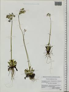 Primula modesta Bisset & Moore, Siberia, Russian Far East (S6) (Russia)