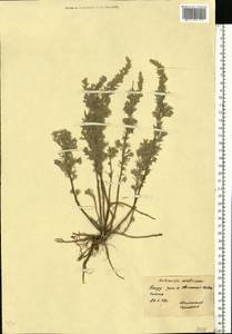 Artemisia austriaca Jacq., Eastern Europe, South Ukrainian region (E12) (Ukraine)