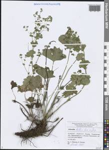 Alchemilla baltica Sam. ex Juz., Eastern Europe, Middle Volga region (E8) (Russia)