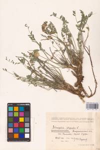 Astragalus physodes L., Eastern Europe, Lower Volga region (E9) (Russia)