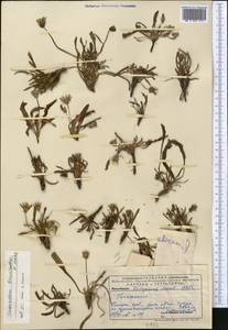 Taraxacum brevirostre Hand.-Mazz., Middle Asia, Pamir & Pamiro-Alai (M2) (Uzbekistan)