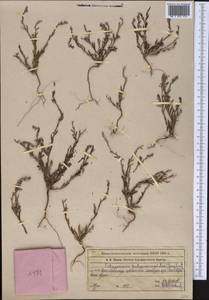 Polygonum polycnemoides Jaub. & Spach, Middle Asia, Western Tian Shan & Karatau (M3) (Kazakhstan)