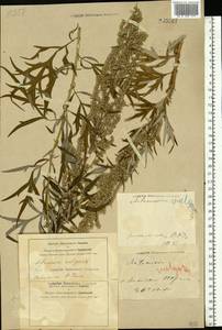 Artemisia vulgaris L., Eastern Europe, Central forest-and-steppe region (E6) (Russia)