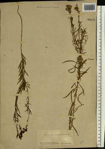 Linaria vulgaris Mill., Eastern Europe, South Ukrainian region (E12) (Ukraine)