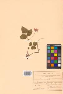 Rubus arcticus L., Siberia, Russian Far East (S6) (Russia)