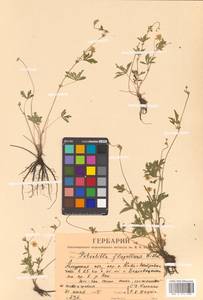 Potentilla flagellaris D. F. K. Schltdl., Siberia, Russian Far East (S6) (Russia)