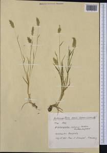 Anthoxanthum aristatum Boiss., Western Europe (EUR) (Germany)