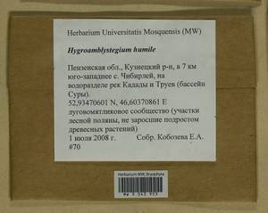 Hygroamblystegium humile (P. Beauv.) Vanderp., Hedenäs & Goffinet, Bryophytes, Bryophytes - Middle Volga (B9) (Russia)