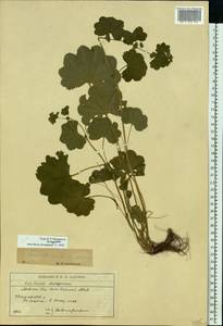 Alchemilla semilunaris Alechin, Eastern Europe, Moscow region (E4a) (Russia)