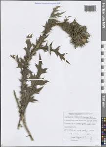Carduus nutans L., Caucasus, Stavropol Krai, Karachay-Cherkessia & Kabardino-Balkaria (K1b) (Russia)