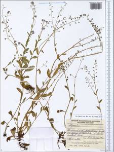 Myosotis, Eastern Europe, Northern region (E1) (Russia)