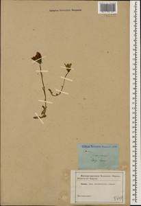 Campanula saxifraga, Caucasus (no precise locality) (K0)