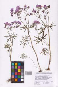 Geranium linearilobum DC., Eastern Europe, Lower Volga region (E9) (Russia)