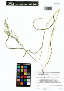 Poa trivialis L., Siberia, Baikal & Transbaikal region (S4) (Russia)