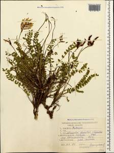 Astragalus somcheticus C. Koch, Caucasus, Stavropol Krai, Karachay-Cherkessia & Kabardino-Balkaria (K1b) (Russia)