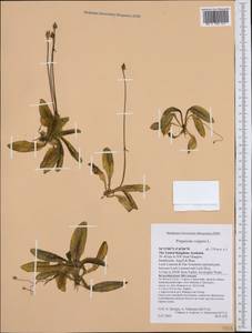 Pinguicula vulgaris L., Western Europe (EUR) (United Kingdom)