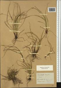 Carex oedipostyla Duval-Jouve, Western Europe (EUR) (Switzerland)