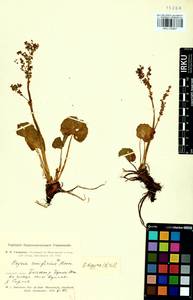 Oxyria digyna (L.) Hill, Siberia, Altai & Sayany Mountains (S2) (Russia)