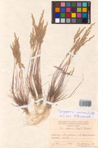 Corynephorus canescens (L.) P.Beauv., Eastern Europe, South Ukrainian region (E12) (Ukraine)