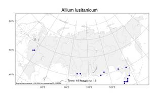 Allium lusitanicum Lam., Atlas of the Russian Flora (FLORUS) (Russia)