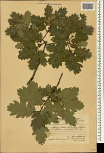 Quercus pubescens Willd. , nom. cons., Crimea (KRYM) (Russia)