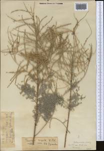Tamarix hispida Willd., Middle Asia, Caspian Ustyurt & Northern Aralia (M8) (Kazakhstan)