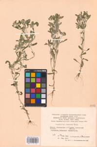 Gnaphalium uliginosum L., Eastern Europe, Eastern region (E10) (Russia)