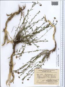 Aethionema virgatum (Boiss.) Hedge, Caucasus, Azerbaijan (K6) (Azerbaijan)
