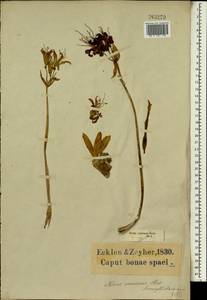 Nerine sarniensis (L.) Herb., Africa (AFR) (South Africa)