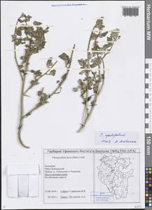 Chenopodium opulifolium Schrad. ex W. D. J. Koch & Ziz, Eastern Europe, Eastern region (E10) (Russia)