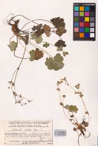 Alchemilla plicata Buser, Eastern Europe, Northern region (E1) (Russia)