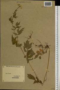 Cardamine macrophylla Willd., Siberia, Western (Kazakhstan) Altai Mountains (S2a) (Kazakhstan)