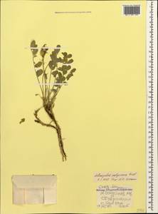 Astragalus calycinus Bieb., Caucasus, Stavropol Krai, Karachay-Cherkessia & Kabardino-Balkaria (K1b) (Russia)